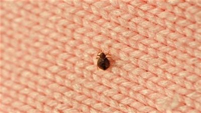 تفسير رؤية البق في المنام وعلاقتها بسماع أخبار سعيدة قريبا 