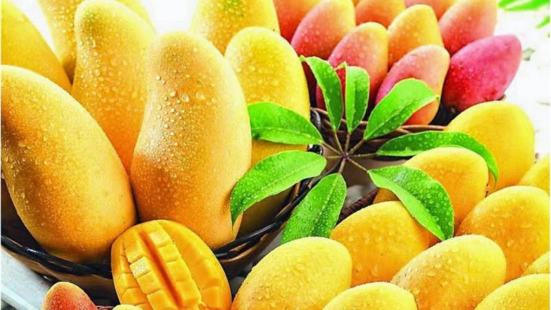 تفسير رؤية المانجو