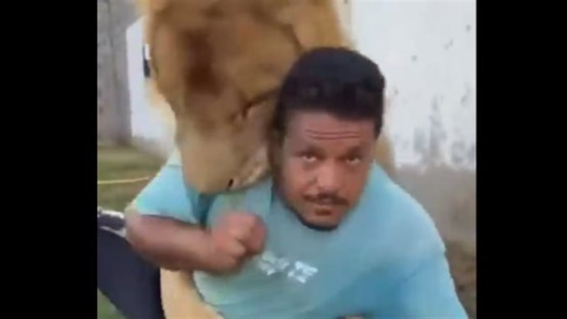 إطلاق أسد على مصري