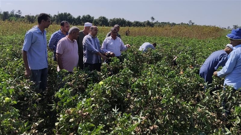 حقل قطن بالفيوم،