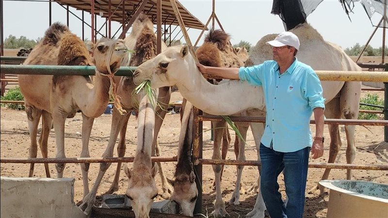 اعلاف من نباتات ملحية