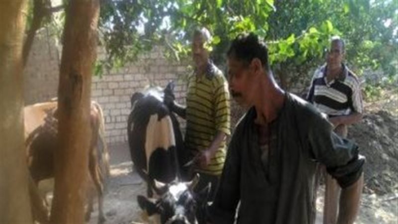تحصين الماشية بأسيوط،فيتو