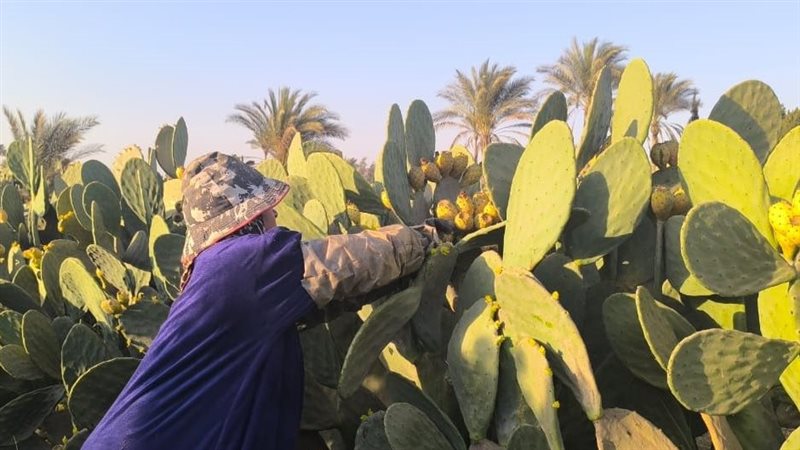سيدة الأشواك بالقليوبية،