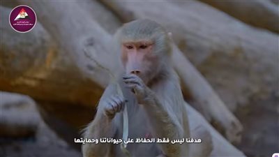 ردا علي شائعات نفوق الأسود والنمور، مجلس الوزراء يذيع فيديو للخبراء الأجانب بحديقة الحيوان 