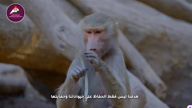  فيديو خبراء حديقة