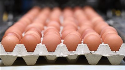 سعر كرتونة البيض اليوم الإثنين في بورصة الدواجن