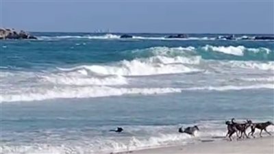 الكلاب تستمتع بمياه البحر في الإسكندرية بعد غلق الشواطئ (صور)