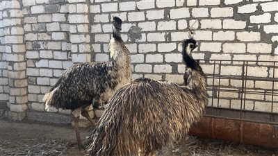 ما بين الإوز الصيني ونعام الإيمو الأسترالي، أسرار تربية طيور الزينة في البحيرة (فيديو وصور)