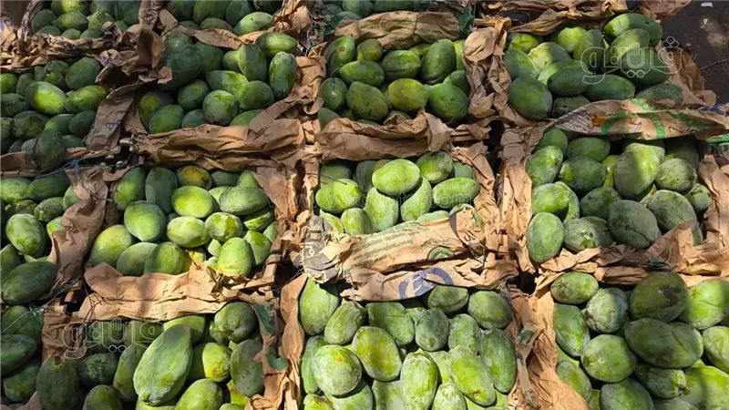 سعر المانجو اليوم