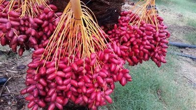 تفسير حلم أكل البلح في المنام وعلاقته السعادة والراحة النفسية 