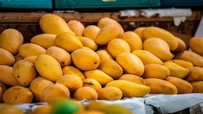  أسعار المانجو اليوم الجمعة، ارتفاع الصديقة والجولك 7 جنيهات وانخفاض السكري