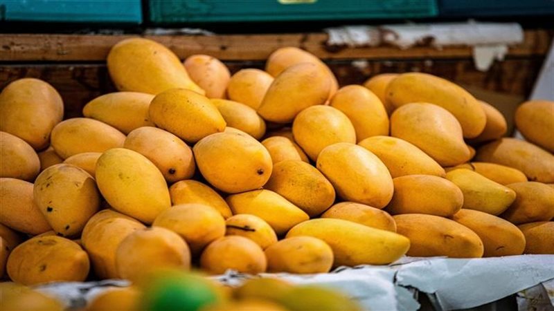 سعر المانجو اليوم