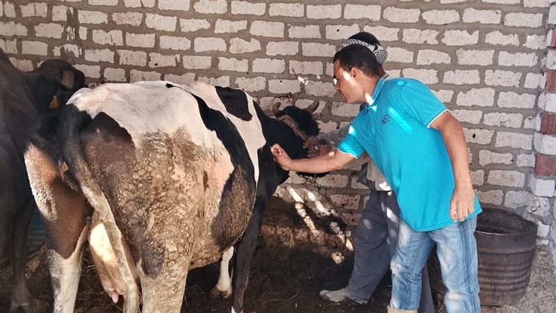 حملة تحصين الماشية