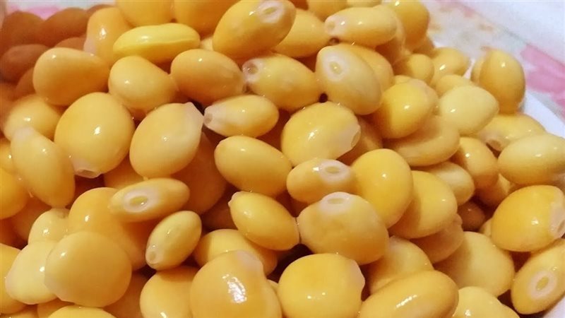 الترمس وفوائده، فيتو