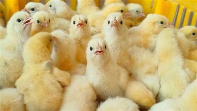 ارتفاع الهبرد والروص، أسعار الكتاكيت والبط اليوم في بورصة الدواجن