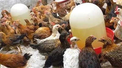 ارتفاع غير متوقع، سعر الفراخ اليوم الجمعة 5 سبتمبر 2025