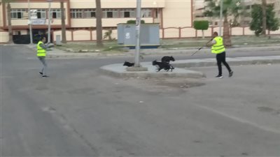 حملة لتحصين الكلاب الضالة ضد السعار في دمياط الجديدة