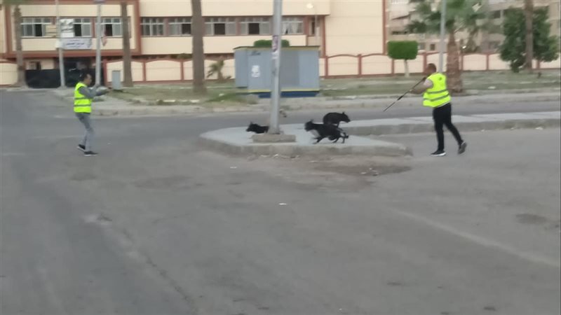 حملة لمطاردة الكلاب