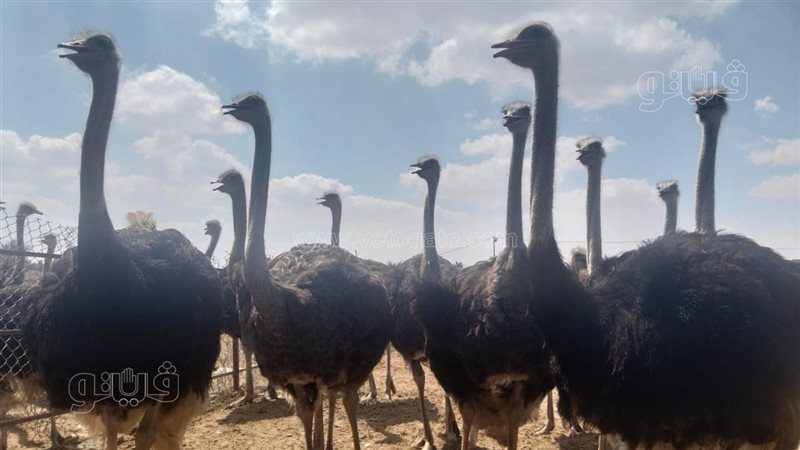 تربية النعام بالإسماعيلية،