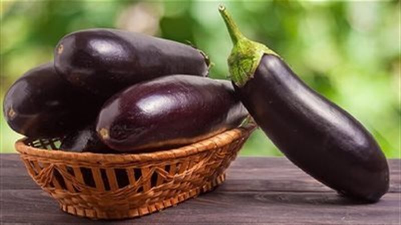 الباذنجان 
