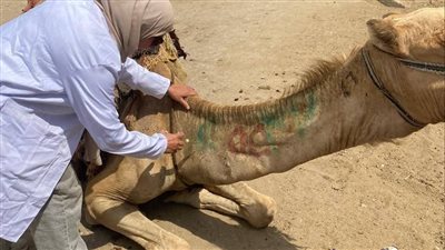 قافلة علاجية مجانية لعلاج الخيول والإبل بالمنطقة الأثرية بالأهرامات