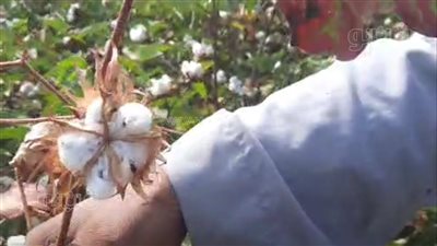 مهندس زراعي بالإسماعيلية يحذر من ظهور نبات غريب بتقاوي القطن (فيديو وصور) 