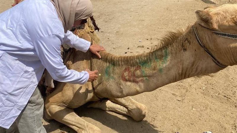 تطعيم الإبل، فيتو