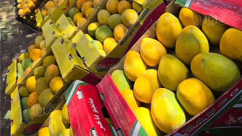 سعر المانجو اليوم