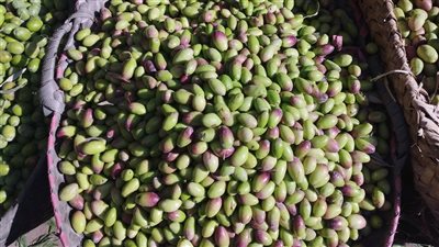 السيوي بـ 55 جنيها والبلدي 65، أنواع وأسعار الزيتون الأخضر بأسواق البحيرة (فيديو)