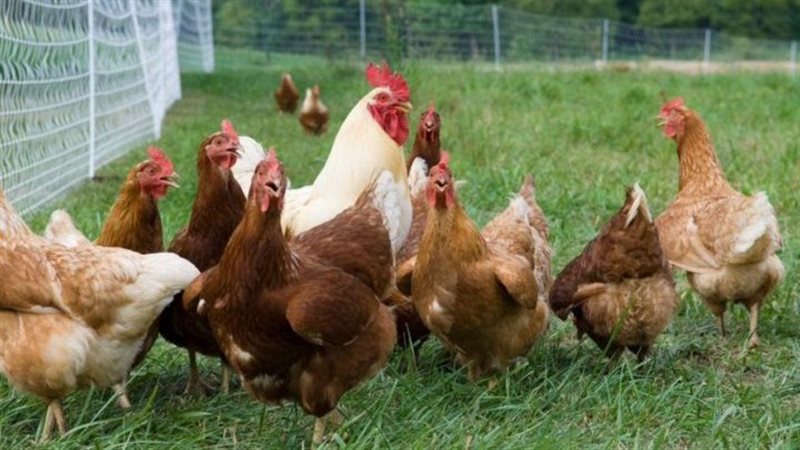 أسعار الفراخ اليوم،