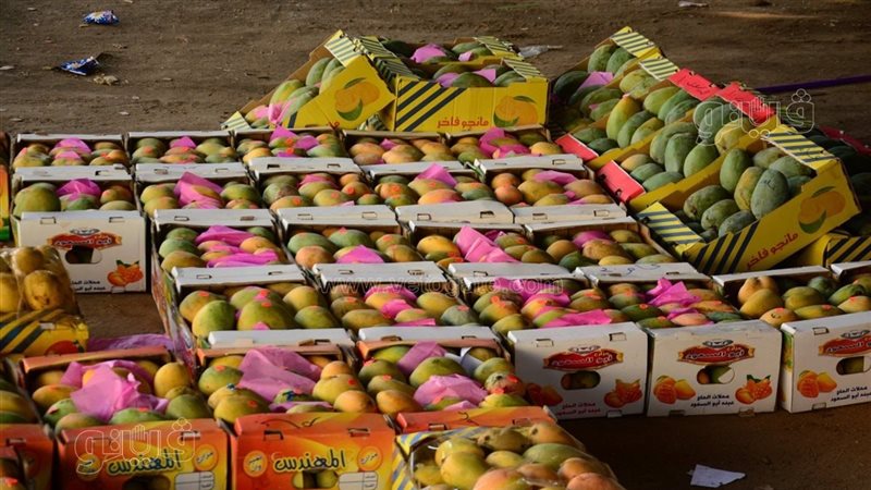 سعر المانجو اليوم