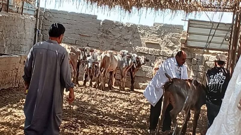 حملات تحصين في الدقهلية،
