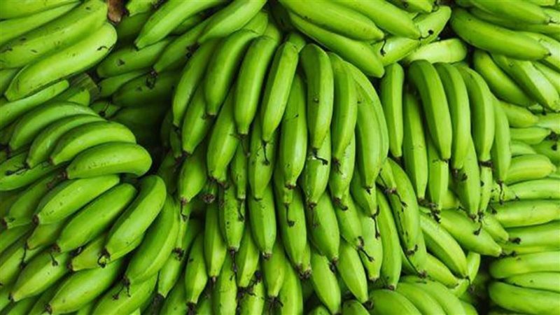 الموز الأخضر