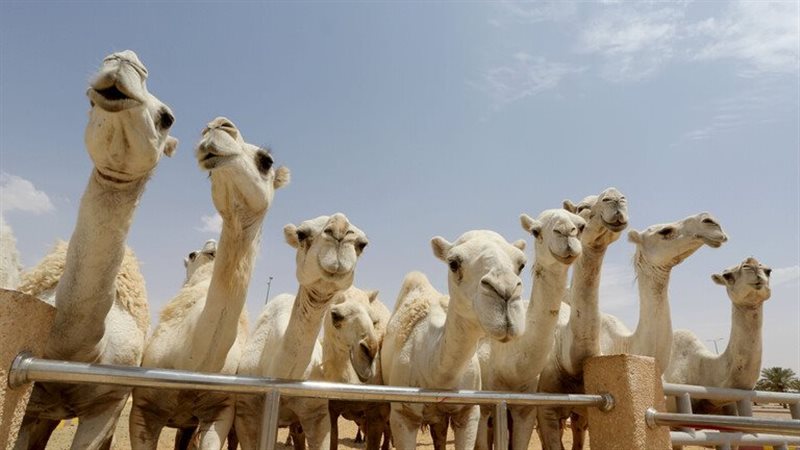 الأبل