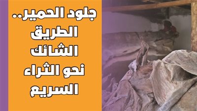 جلود الحمير..الطريق الشائك نحو الثراء السريع| فيديو جراف