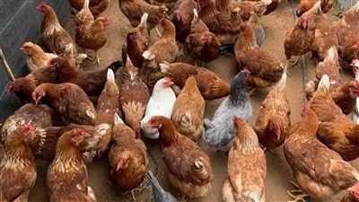 حيرت المصريين، ارتفاع مفاجئ في سعر الفراخ اليوم الأحد 21 سبتمبر 2025 
