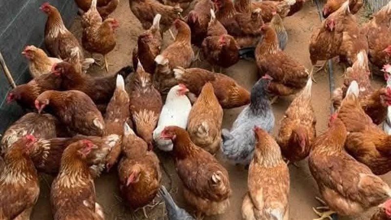 أسعار الفراخ اليوم،