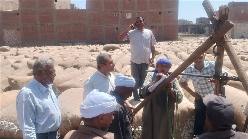 توريد القطن بمحافظة