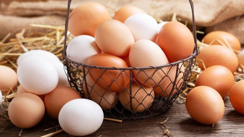 سعر كرتونة البيض