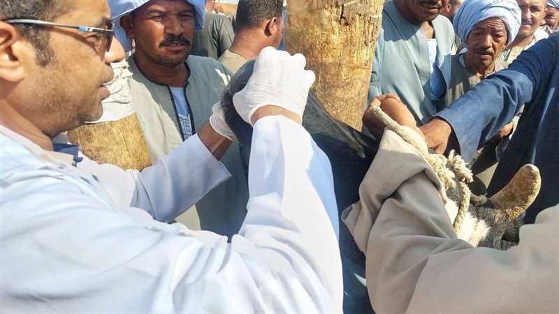 حملات الخدمات البيطرية،