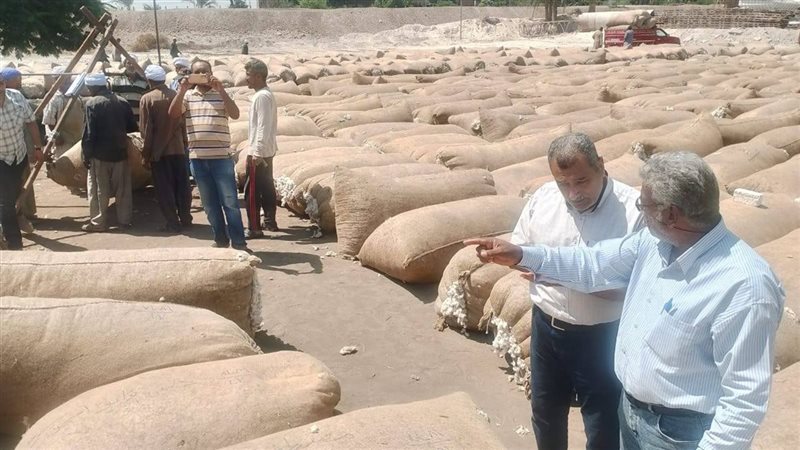 موسم توريد القطن