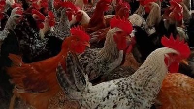 استقرار أسعار الدواجن بجميع أنواعها اليوم الجمعة 26-9-2025 في أسواق الفيوم 