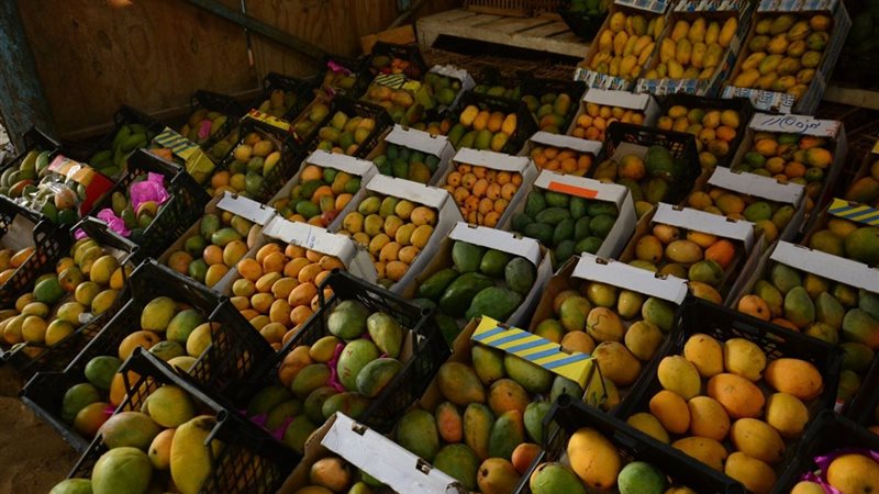 سعر المانجو اليوم