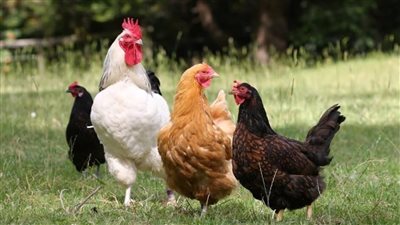 جنيهان ارتفاعًا للبيضاء، سعر الفراخ اليوم الأحد 28 سبتمبر 2025 (آخر تحديث)