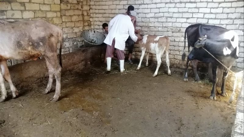 جانب من حملة التحصين،