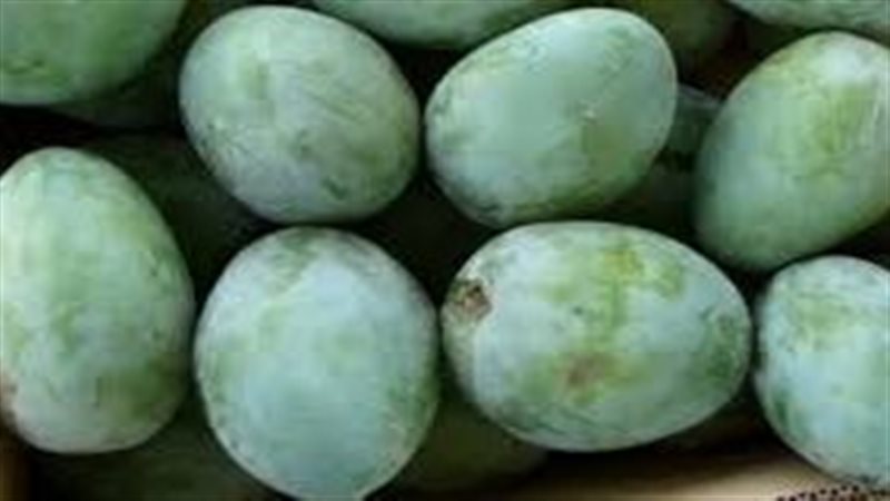 تفسير رؤية المانجو