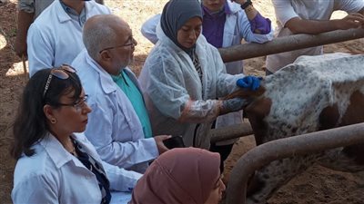 الزراعة تطلق خطا ساخنا للإبلاغ عن حالات الحمى القلاعية وتكثف حملات التحصين 