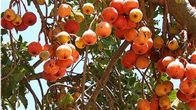 الجميز، فيتو