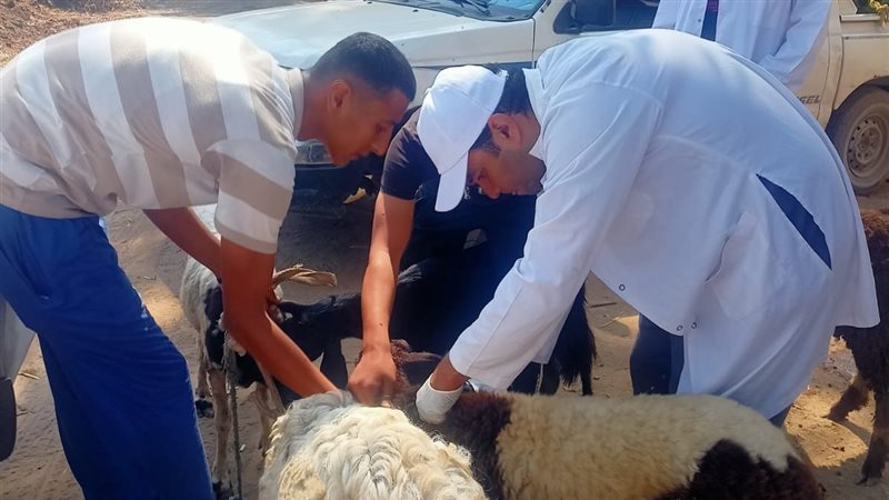 قوافل بيطرية 