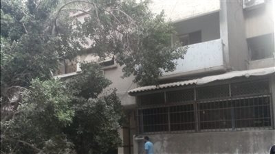 محافظة الجيزة تزيل شجرة ضخمة مائلة بالعجوزة قبل سقوطها 
